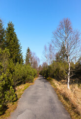 Fototapeta na wymiar Narrow asphalt road through mountain forest.