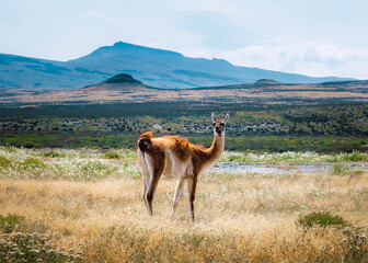 llama in the mountains