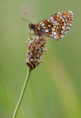 Scheckenfalter, Makro