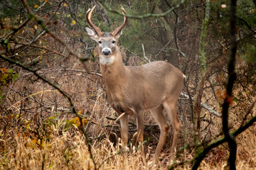 This White Tail Buck was just getting up on an early fall morning in central Kansas. - 393131419