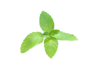 mint leaves isolated isolated on white