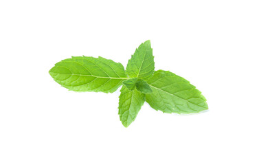 mint leaves isolated isolated on white