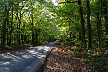 View of autumn in Belgrad Forest in Istanbul, Turkey.