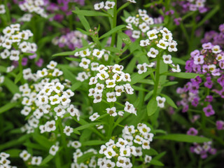 Closeup of the popular garden annual alyssum (Alyssum montanum) white flower.