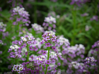 Obraz na płótnie Canvas Close up of Purple of Sweet Alyssum flowers in a garden in summer time.