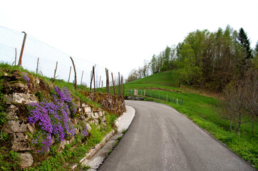 Beautiful Mountain Road with Purple Flowers