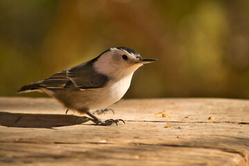 White Breasted Nuthatch sitting on a wooden plank. Sitta carolinensis.