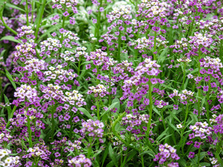 Cute tender alyssum with a wonderful aroma of flowers covered the ground in the garden in summer day.