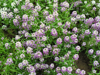 Background of white and purple Alyssum in bloom in garden. Spring and summer flowers.