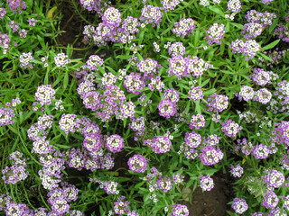 Bunch of a tiny white and violet Alyssum (Alyssum montanum) flowers in garden. Beautiful Alyssum on green background.