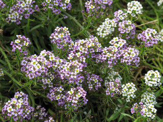 Flowers of white and purple alyssum in the summer garden, natural landscape design. Lobularia blossom with purple lilac small flowers.
