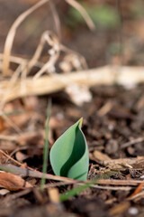 New Tulip Leaf