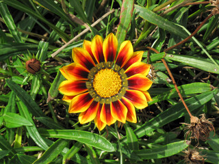 A Gazania in park in summer. Beautiful Gazania flower with green leafes background.