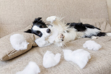 Naughty playful puppy dog border collie after mischief biting pillow lying on couch at home. Guilty...