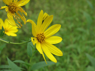 Beautiful yellow Chamomile flower in garden. Close up of  yellow Chamomile flower with green background.