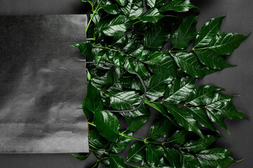 Mockup of black shopping bag on a dark background with green leaves