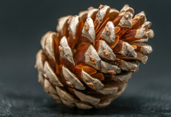 pine cones on a white background