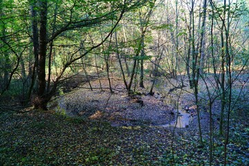 View of autumn colors in Belgrad Forest in Istanbul, Turkey.
