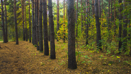 Obraz premium autumn in the forest