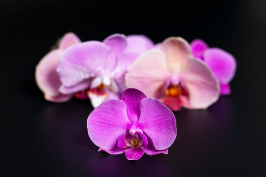 A group of lilac Orchid flowers in the center of the screen.