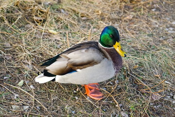 Obraz premium duck on grass 