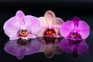 A group of Orchid flowers of various lilac hues on a dark reflective surface.