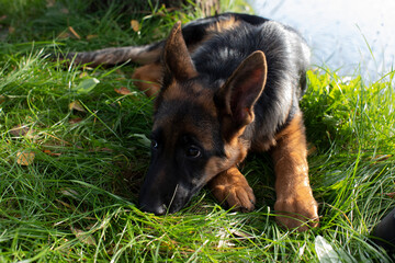 german shepherd puppy  dog