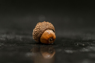 acorn on the oak