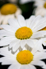 Shasta Daisy Macro
