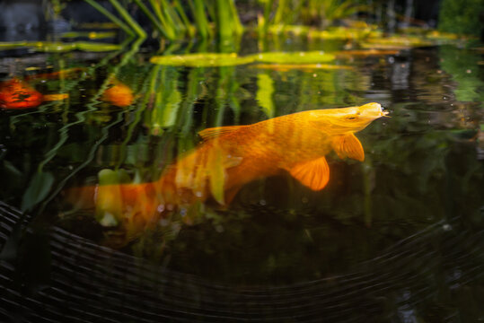Surface level image of a Koi carp coming up to the surface for a pellet of food in a fish pond wiht a waterlily.