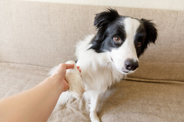 Funny portrait of cute puppy dog border collie on couch giving paw. Dog paw and human hand doing...