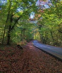 View of autumn in Belgrad Forest in Istanbul, Turkey.