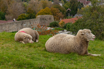  Sheep resting on a green lawn, Slovakia Europe