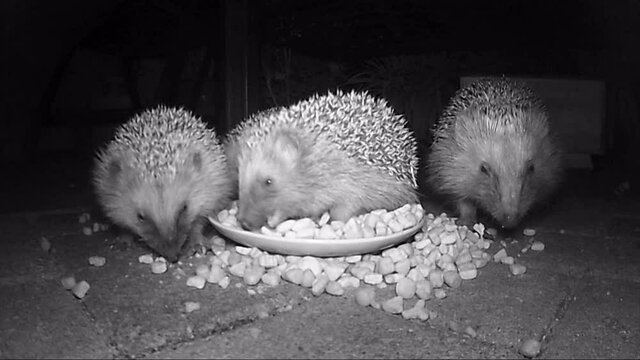 wild european hedgehog feeding cat dry food in night. infrared film.