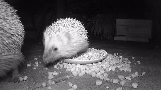 wild european hedgehog feeding cat dry food in night. infrared film.