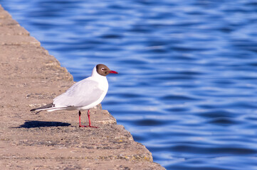 Black-headed gull close-up in front of lake. Selective focus
