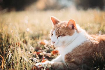 Cute, domestic yellow white cat resting outdoors