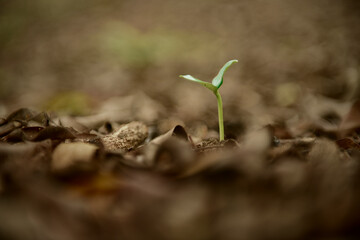 Green small sprout in the rainforest against the wild nature Background