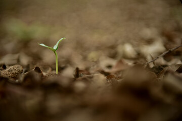 Green small sprout in the rainforest against the wild nature Background