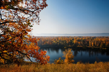 Obraz na płótnie Canvas beautiful autumn maple leaves. autumn forest landscape.