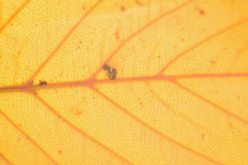 Macro texture of autumn maple leaf through sunlight