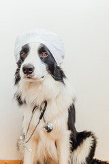 Obraz na płótnie Canvas Puppy dog border collie with stethoscope dressed in doctor costume on white wall background indoor. Little dog on reception at veterinary doctor in vet clinic. Pet health care and animals concept.