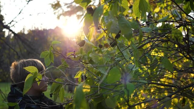 A child in the autumn Park plays and laughs merrily, he plays with yellow leaves and Rowan berries. Sunny autumn day in the Park