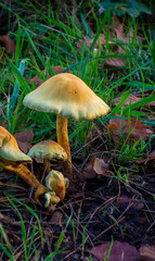 Close up of Laughing Gym fungus (Gymnopilus junonius)
