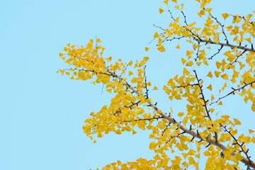 Landscape of colorful Japanese Autumn Ginkgo tree