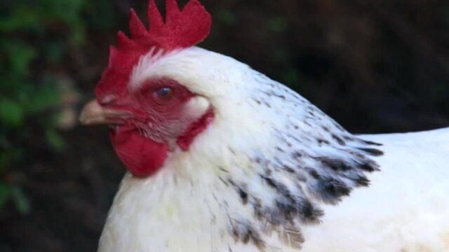 Gors plan sur une poule pondeuse de race Sussex, tr&egrave;s observatrice . 