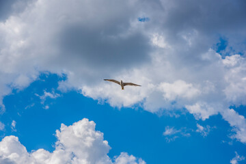 Fototapeta na wymiar A bird flying against a blue cloudy sky