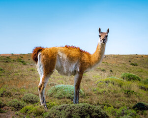 llama in the desert © Dmitrii