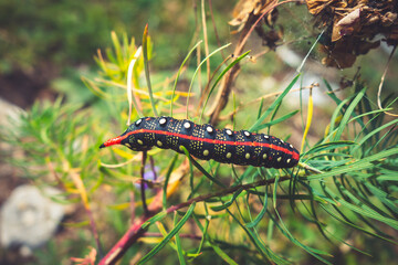 Spurge hawk-moth caterpillar in Vanoise national Park valley, French alps