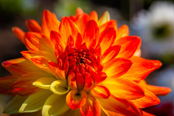 Colourful blossom of a dahlia in the garden of a German park